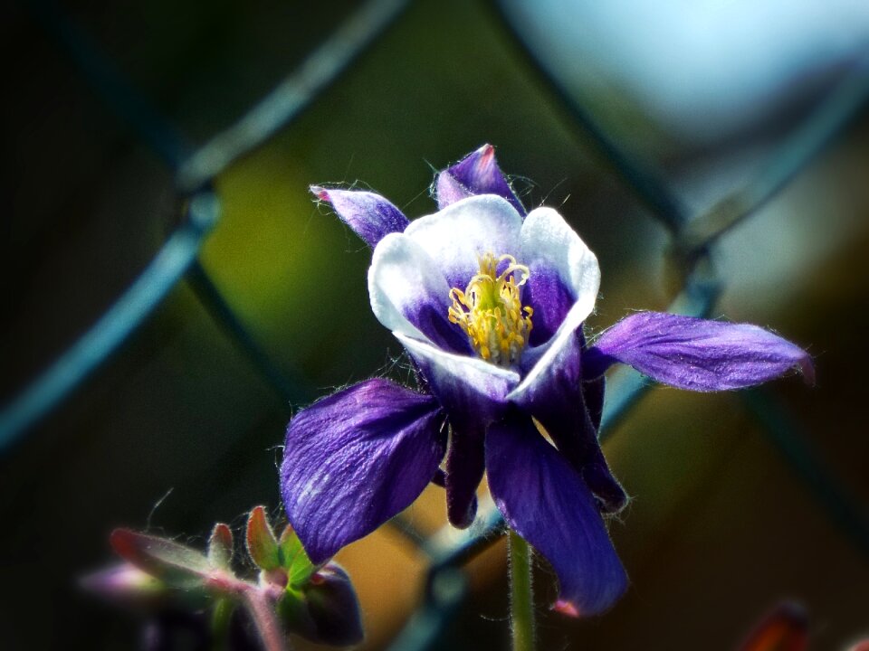 Flower garden purple flower