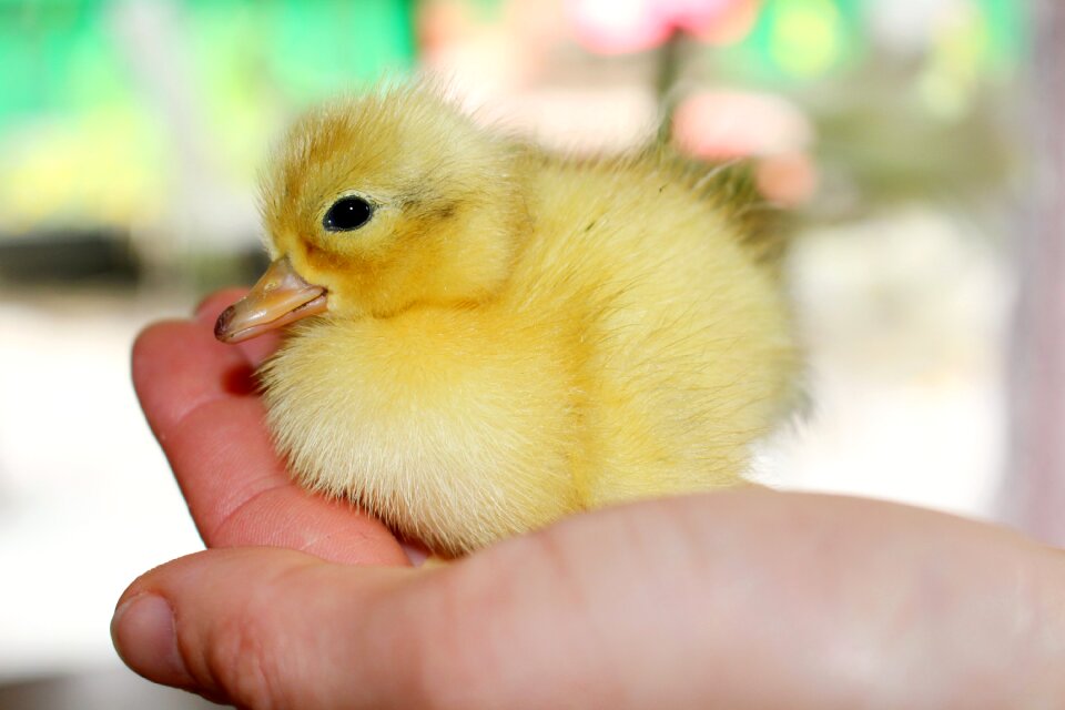 Cute chicken soft photo