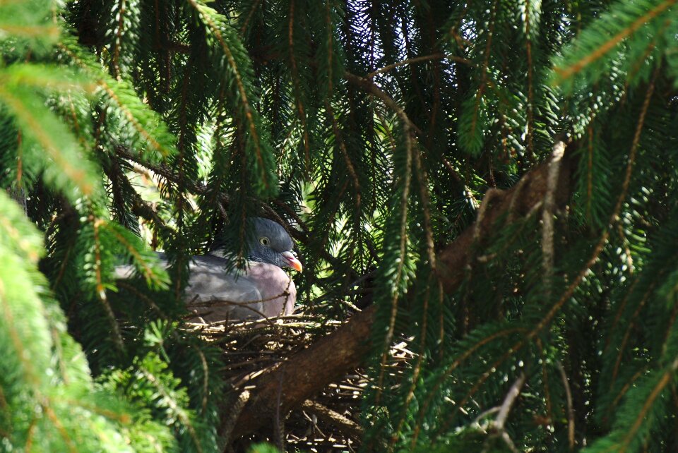 Nest fir breeding