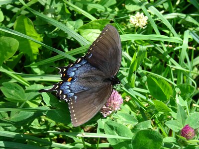 Meadow wing green earth