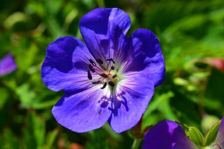 Bloom blue flower photo