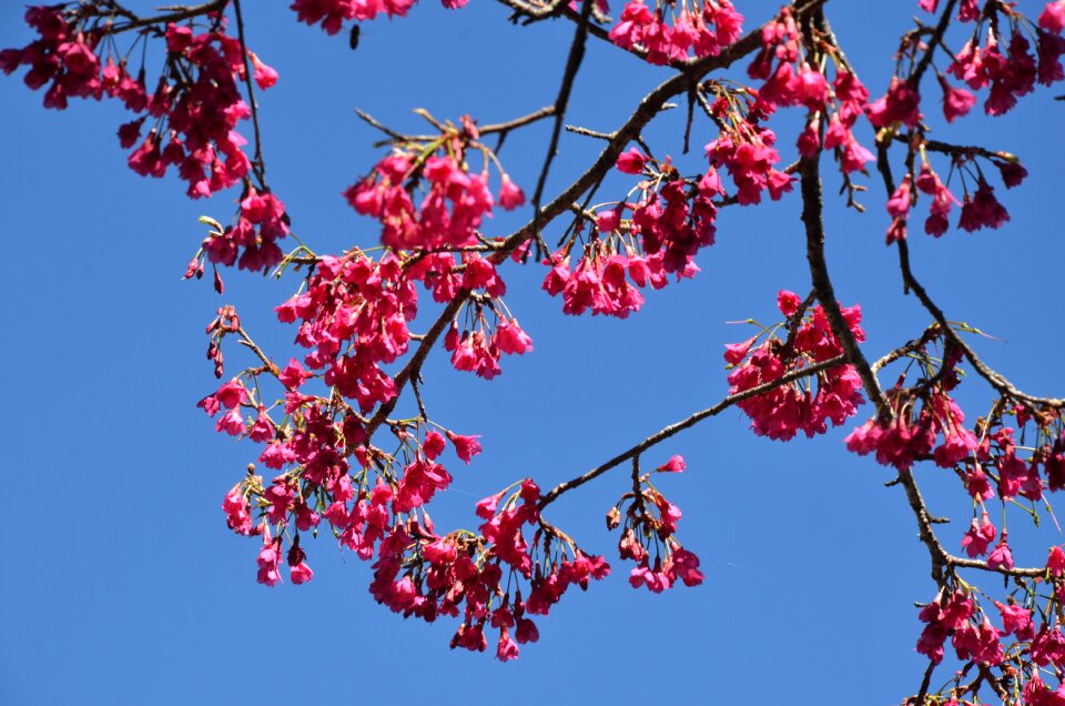 Cherry blossoms flower blue day