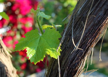 Plant vineyard nature