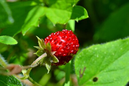 Summer hidden berry photo