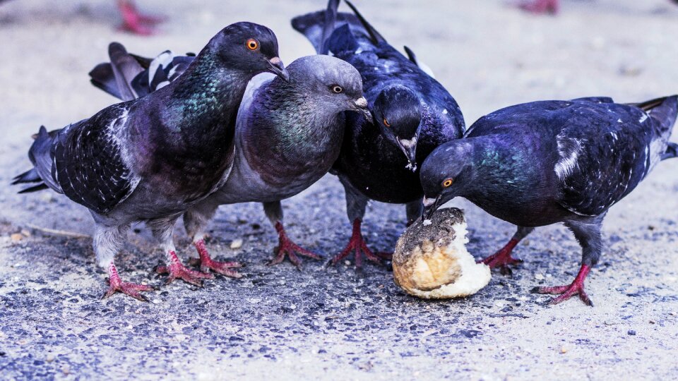 Bread feeding city photo