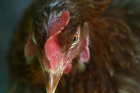 Farm poultry close-up photo