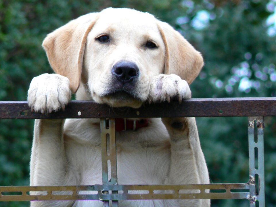 Labrador pet attentive
