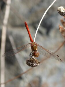 Red dragonfly branch winged insect photo