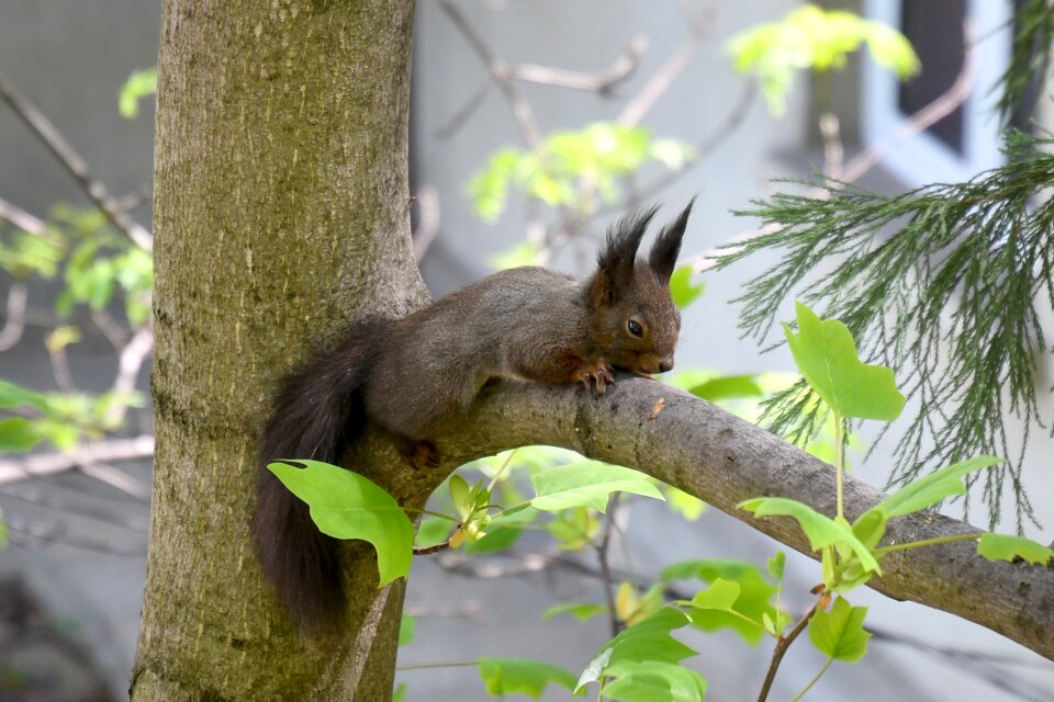 Animal cute tree