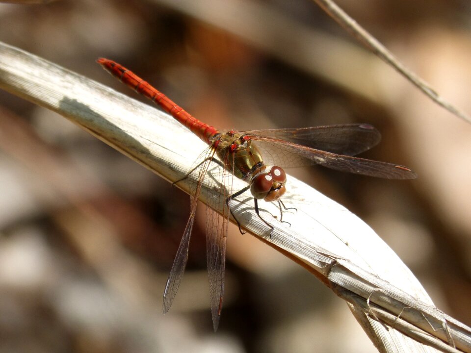 Dragonfly leaf branch winged insect photo