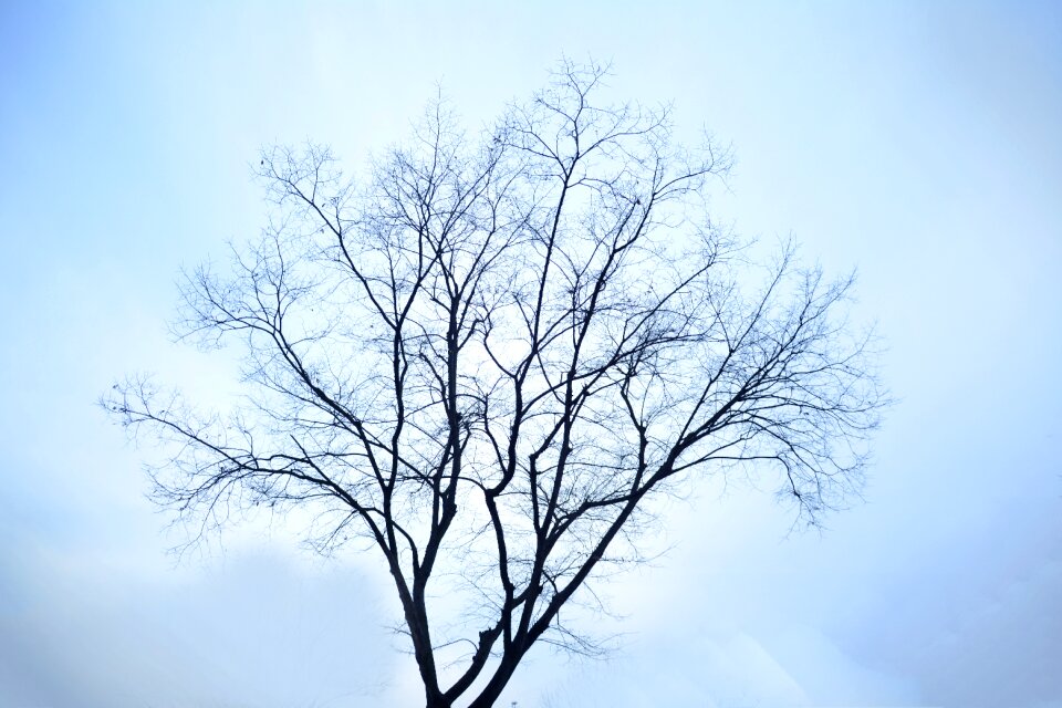 Tree lonely profile