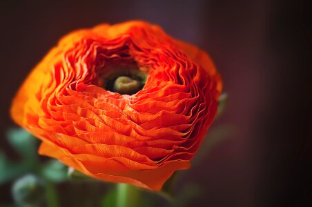 Blossom bloom plant