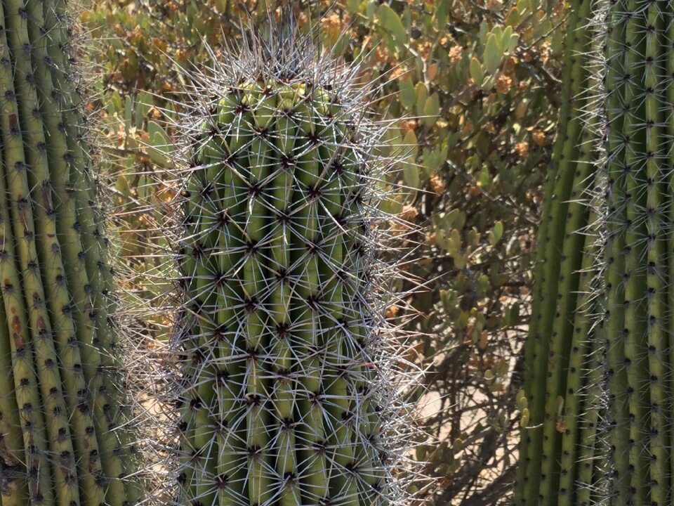 Desert succulent sonoran desert