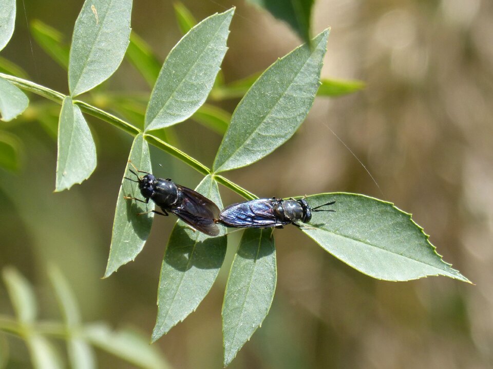 Blackfly reproduction leaves