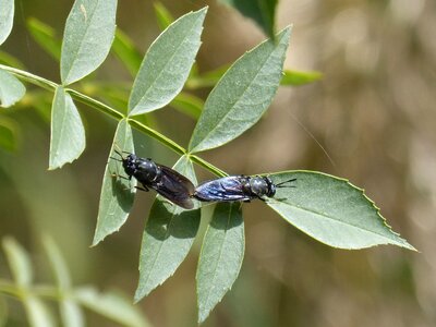 Blackfly reproduction leaves