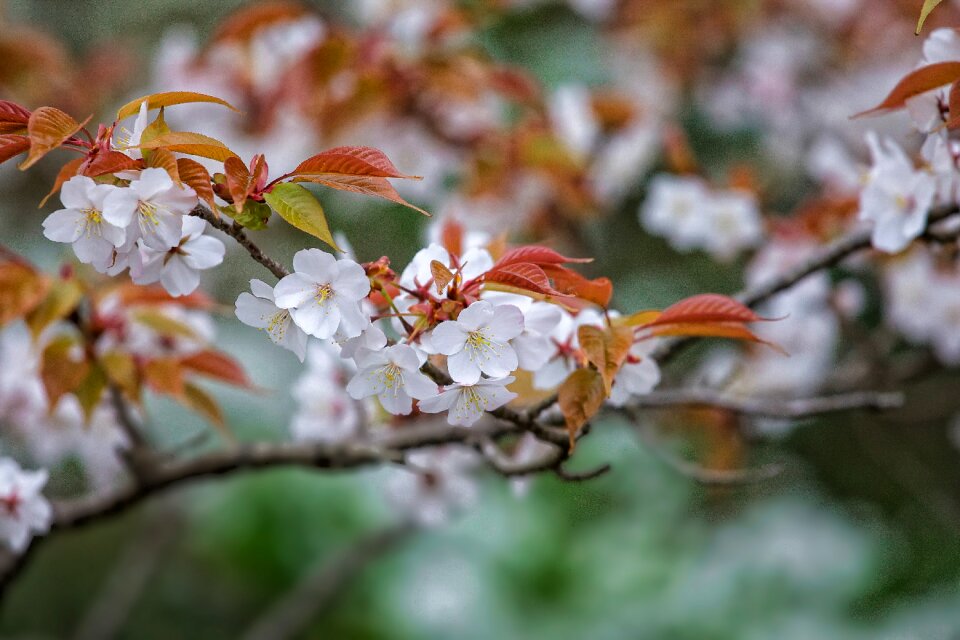 Prunus jamasakura april japan