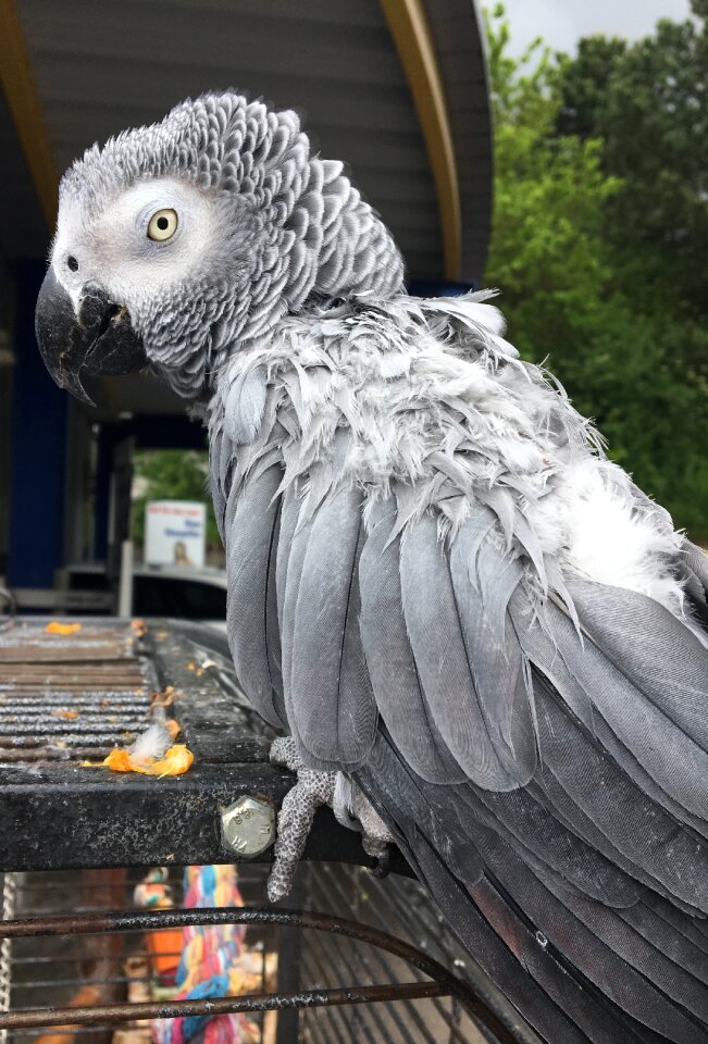 Feather african grey parrot plumage