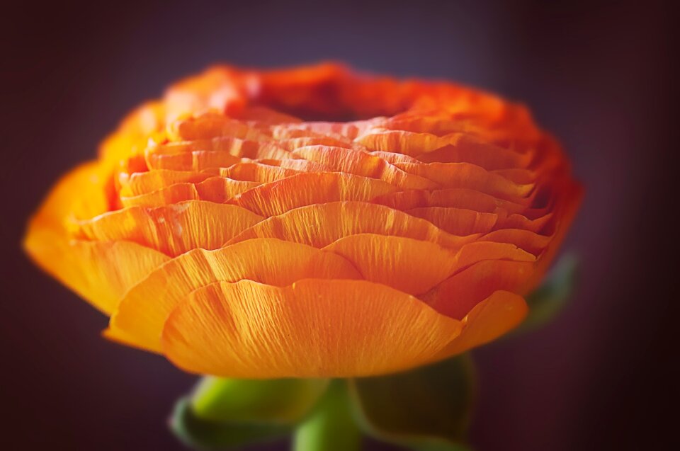 Blossom bloom petals