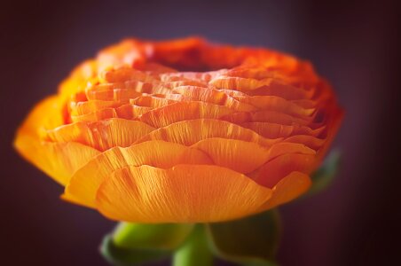 Blossom bloom petals