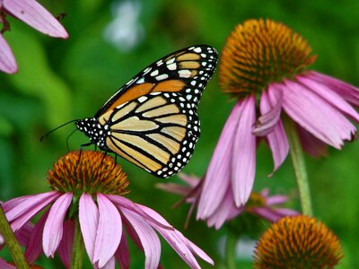 Echinacea butterfly green butterfly