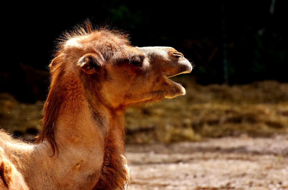 Animal nature mammal