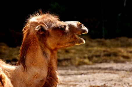Animal nature mammal