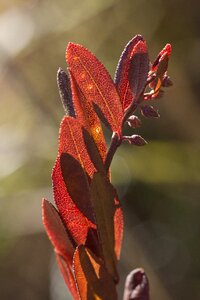 Autumn sun light photo