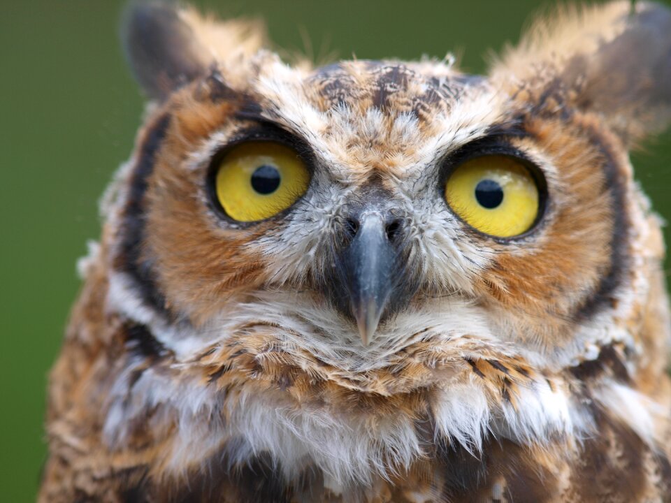 Owls birds raptor