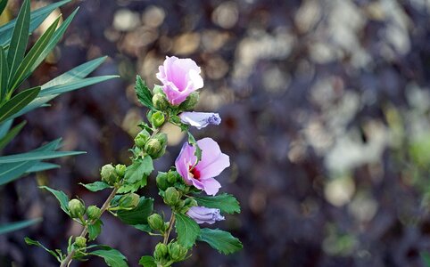 Mallow hibiscus flower garden