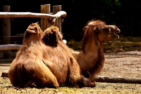 Nature mammal hump