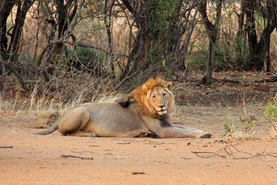 Exciting adventure safaris