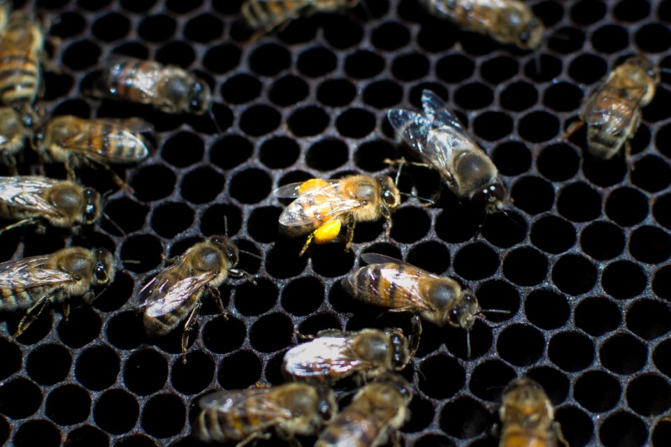Bees nature beekeeping