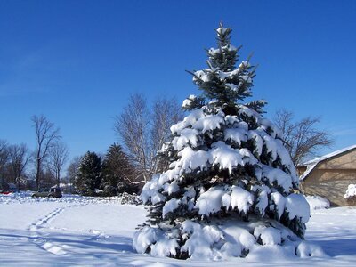 Evergreen winter outdoors photo