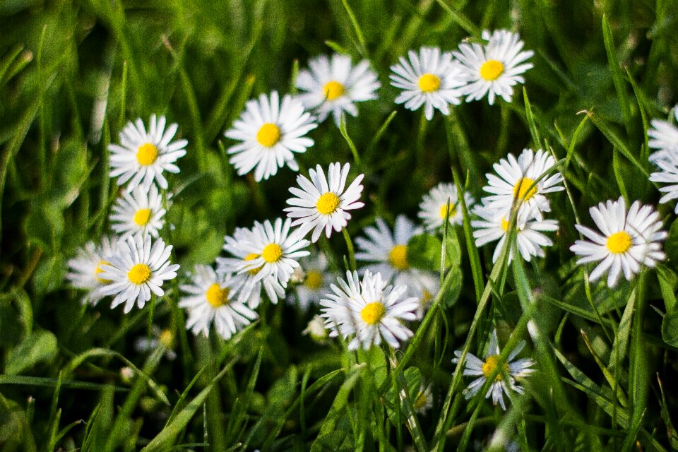 Chamomile summer flower nature