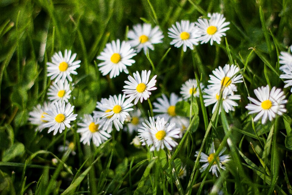 Chamomile summer flower nature photo