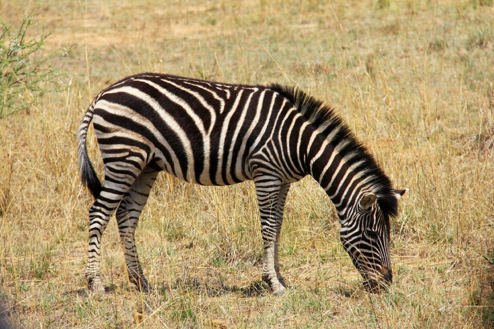 Safaris scenic beautiful