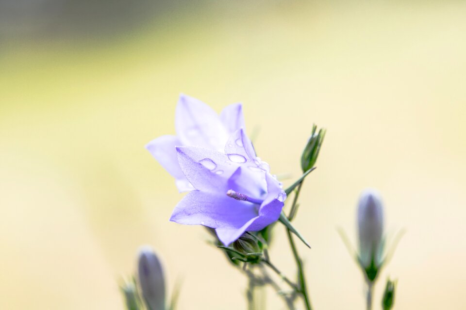 Bloom flower purple