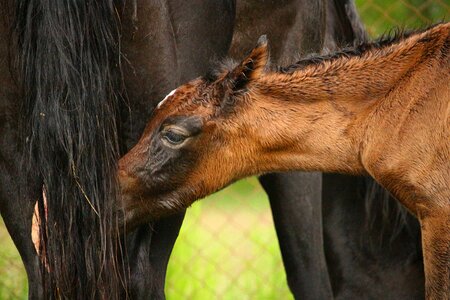 Brown mold thoroughbred arabian horse head