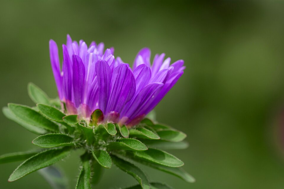 Blossom bloom purple flower photo