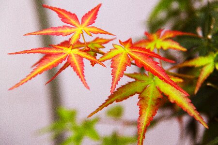 Fall foliage pink