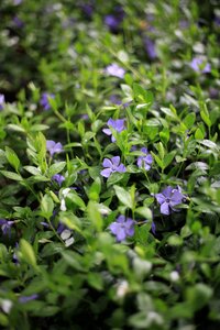 Green background 5 petals spring