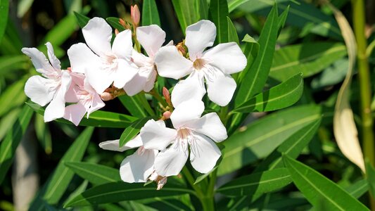 Mallow blossom bloom