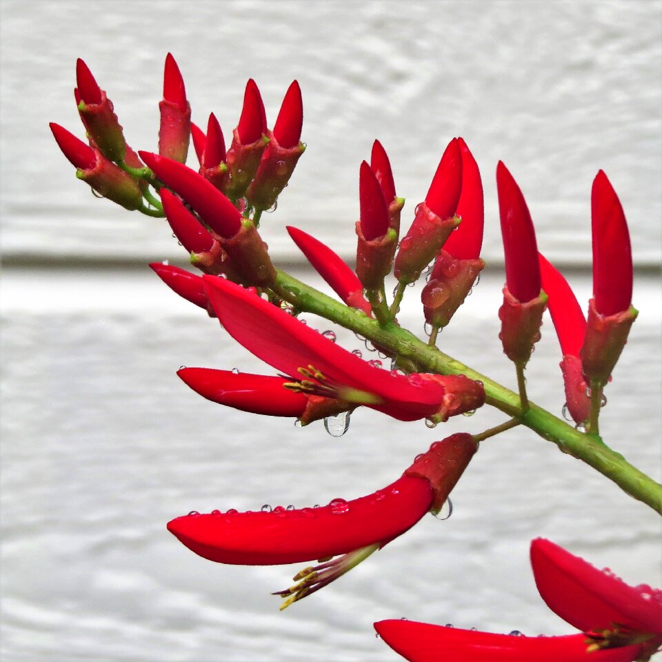 Red flower firecracker plant