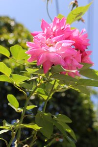 Flowers nature rosa