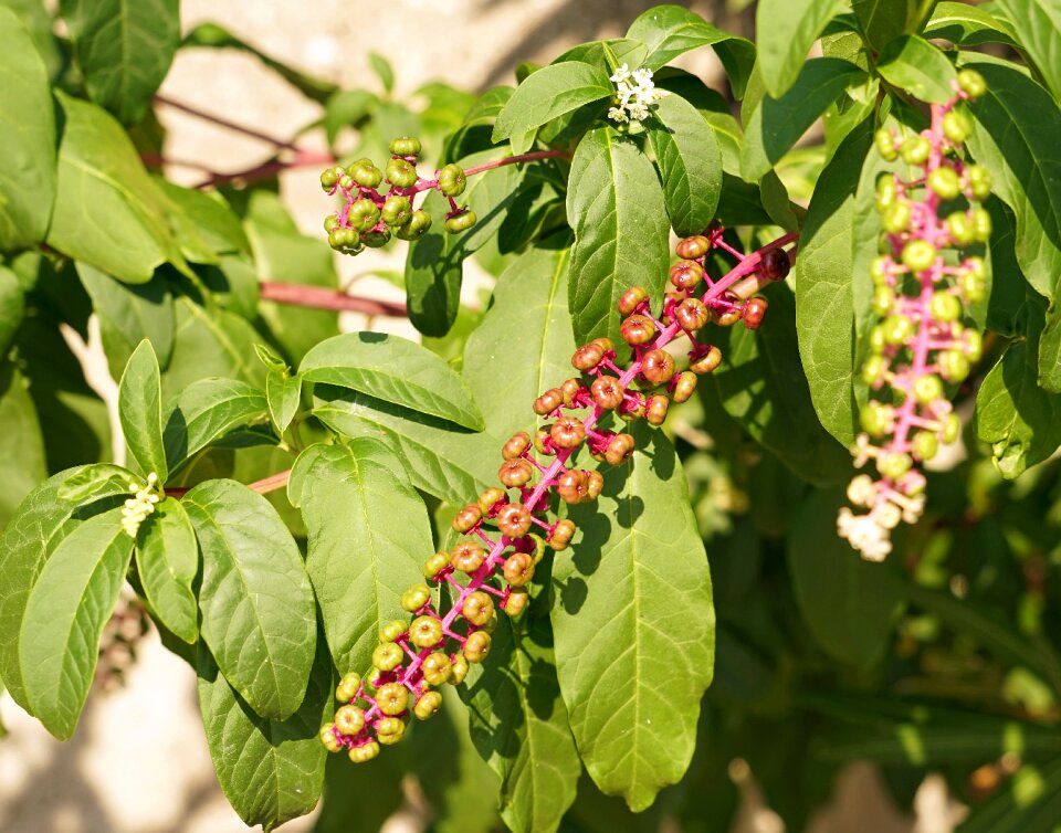 Leaves ornamental shrub fresh green