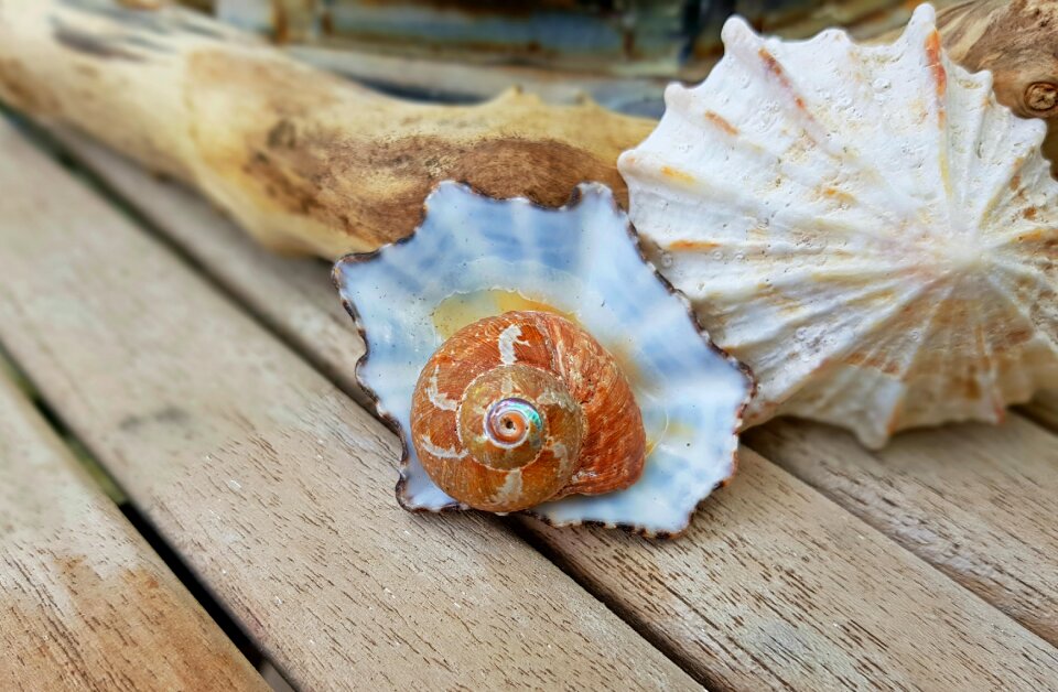 Casing spiral decorative