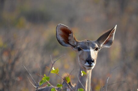 Antelope africa springbok photo
