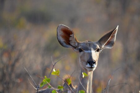 Antelope africa springbok