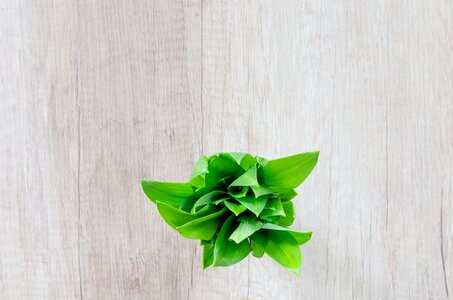 Garlic food green