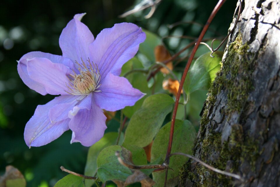 Garden summer blue